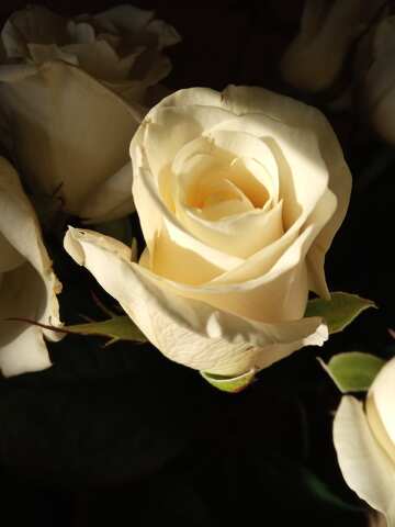 Elegant Cream Roses: A Closer Look at Nature`s Beauty №56443