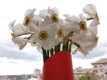 Elegant White Daffodils in Vibrant Red Vase Against Cloudy Sky №56517