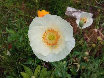 Exotic white poppy №56592