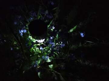 Flower garden at night with lamp №56538