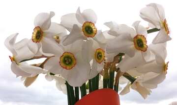 A vase of spring narcissus flowers white light petal  №56174