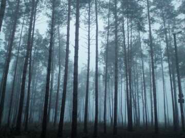 Paisagem misteriosa de floresta enevoada: pinheiros altos envoltos em neblina №56427