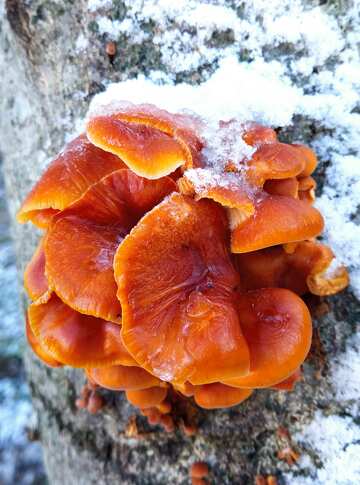 Cogumelos congelados em uma árvore  №56660