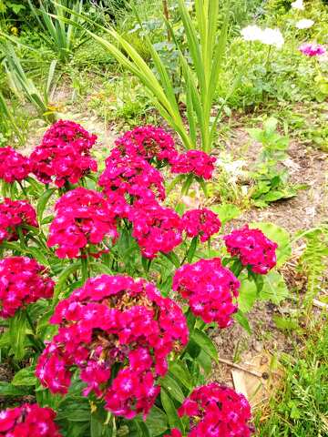 garden carnation  №56589