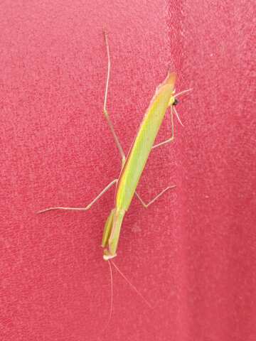 Mantis verde sobre fondo rojo  №56626