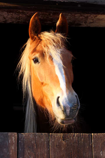  a close up of a horse that is looking at the camera №56089
