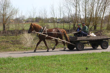 horse pulling wagon №56040