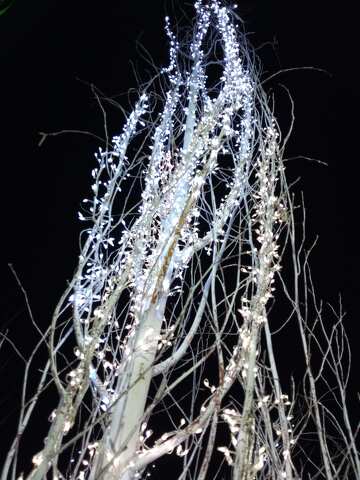 Ramas de invierno iluminadas con luces centelleantes contra un cielo nocturno №56708