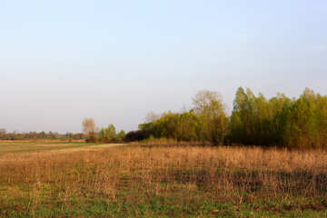 Field with tree border Grass Landscape №56060