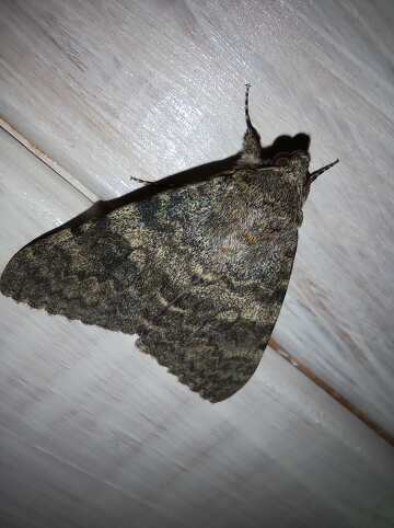 Large moth №56618