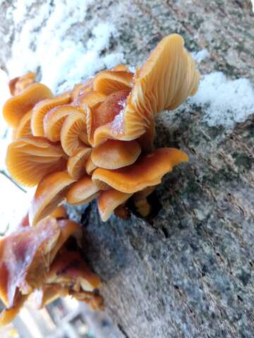 Late mushrooms  №56662