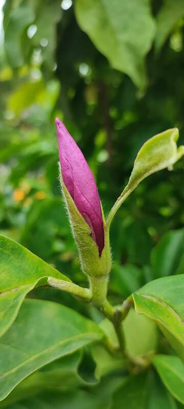 La magnolia fiorisce in estate №56754