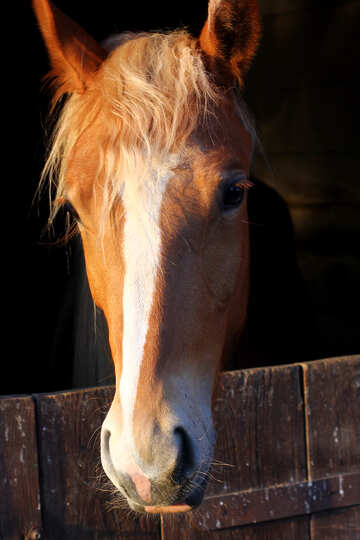 Majestuoso retrato de caballo castaño con luz rústica en un establo №56086