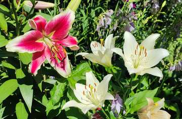 Multicolored lily flowers №56751