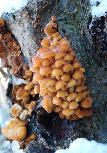 Cogumelos são colhidos no inverno  №56663