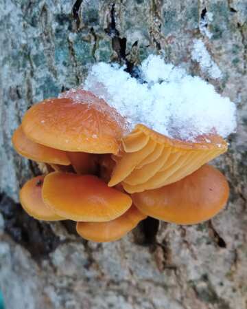 Mushrooms under the snow  №56657