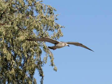 bird in sky with tree in background №56160