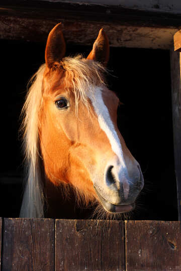 A horse in a barn. №56092