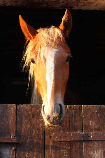 horse head №56091