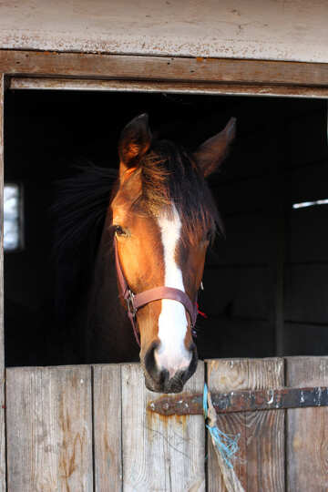 Horse waiting for the next feed - This image could be used by someone who is setting up their own equestarian site following a hobby №56094