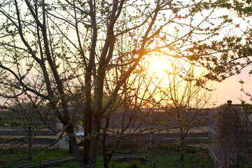 Bäume mit einem Sonnenuntergang dahinter №56097