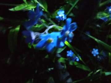 Nighttime Blossoms: Illuminated Blue Flowers in Darkness №56539