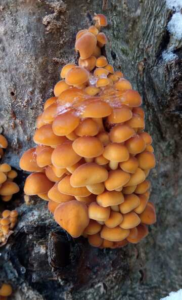 Orangefarbene Pilze auf Baumstümpfen im Winter №56659