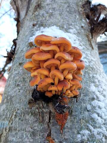 Orange mushrooms in winter  №56661