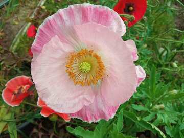 Pink poppy flower  №56582