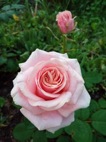 Pink rose  №56562