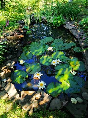 Pond with water flowers №56434