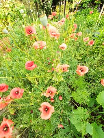 Poppy flowers in the grass  №56586