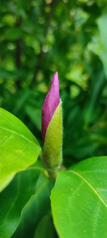 Purple magnolias №56753