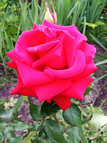 Red blue rose №56566