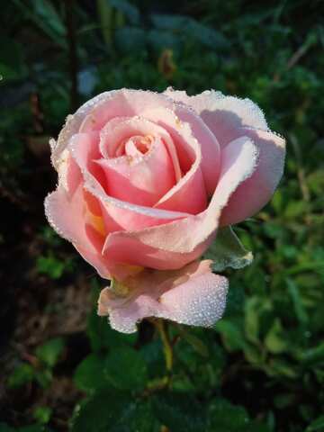 Rose avec des gouttes de rosée floues