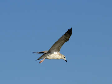 A flying seagul bird №56161