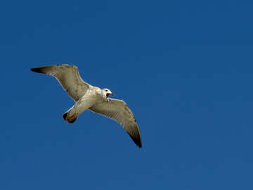seagull bird flight №56153