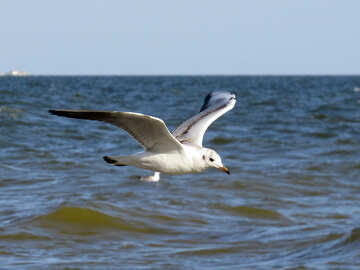 Seagull №56170