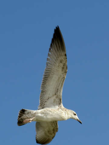Pássaro gaivota voar №56163