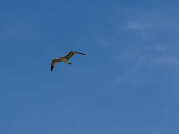 Seagull flying bird and sky №56164