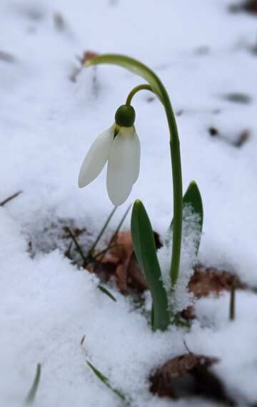 冬の雪原から現れる一輪のスノードロップの花 №56726