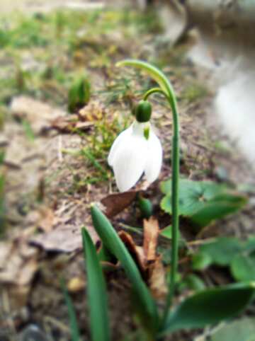 Snowdrop flower in the ground №56481