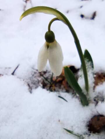 Snowdrop flower under the snow  №56723
