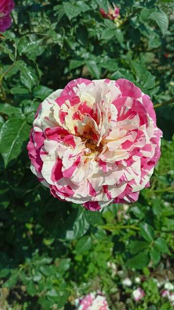 rosa maculata №56456