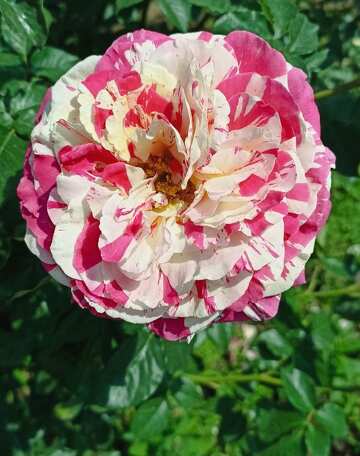 Gefleckte Rose mit mehrfarbigem Hintergrund für Glückwünsche  №56457