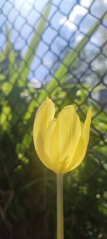 Atemberaubende gelbe Tulpe vor einem grünen Hintergrund unter strahlend blauem Himmel №56770