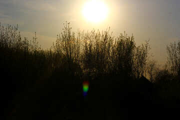goldene Sonne über Feldbüschen vor Sonnenuntergang №56068