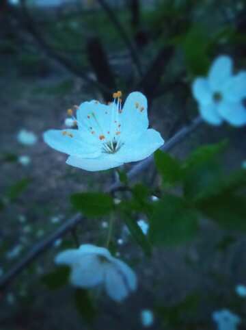 Tree flower on dark background  №56502