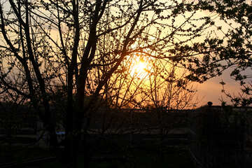 Árboles sol puesta de sol №56098