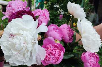 鮮やかな色彩の牡丹の花束：花の喜び №56763